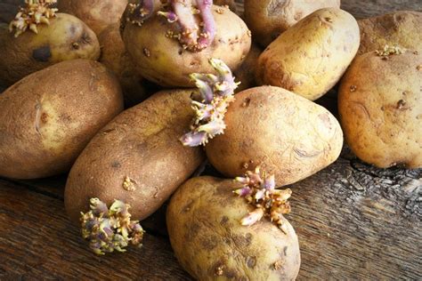 Fotografia správne naklíčených zemiakových hľúz pripravených na výsadbu