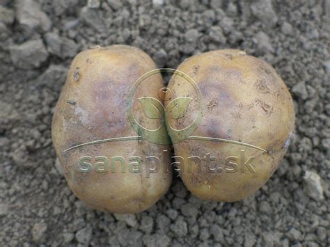 Schéma identifikácie chorôb zemiakov: pleseň zemiaková vs. chrastavitosť