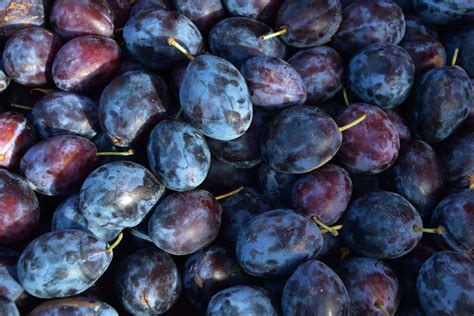 Schéma prirodzenej ochrany ríbezlí: od prevencie a výsadby sprievodných rastlín až po podporu predátorov.
