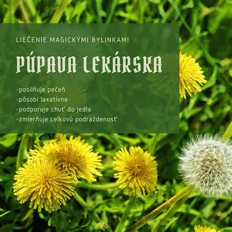 Infografika znázorňujúca využiteľné časti púpavy a ich hlavné zdravotné benefity