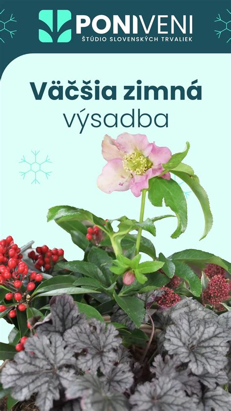 Rôzne farebné kultivary Dráča Thunbergovho v skupinovej výsadbe