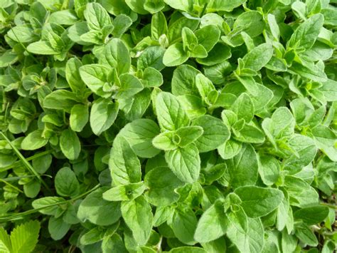 Detailná ilustrácia rastliny Origanum vulgare (oregano)