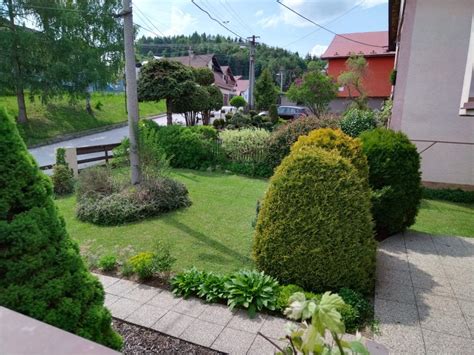 Záhrada s kvitnúcimi ibištekmi na slnečnom mieste
