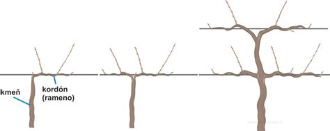 Vizualizácia rôznych systémov vedenia viniča, napr. V-kordón alebo Y-špalier.