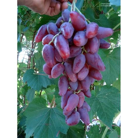 Fotografia strapca hrozna odrody ‘Dubovskij rozovyj’ s detailom bobúľ.