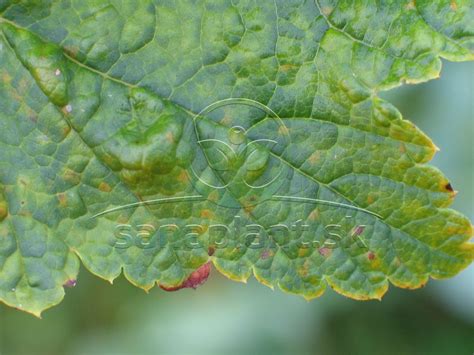 Detail napadnutých listov ríbezle múčnatkou alebo voškami