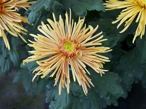 Schéma: Rozdelenie chryzantém podľa tvaru kvetov (jednoduché, pom-pom, pavúčie, quill)