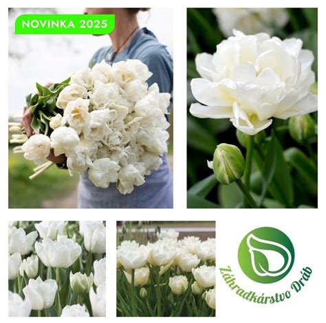 Infografika: Postup pri presádzaní chryzantém do dekoratívnych nádob