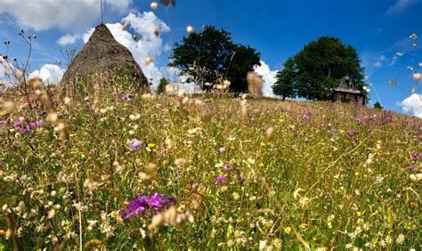 Schéma rozvrstvenia kvetinovej lúky v záhrade: od voľných plôch až po kľukaté chodníčky