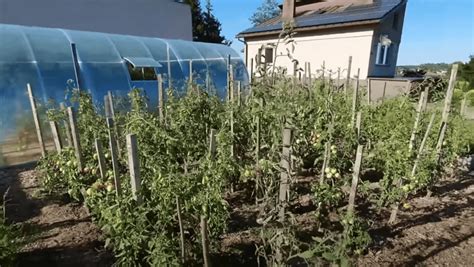 Ilustrácia správneho zasadenia sadenice paradajky do jamky s kompostom a následným poliatím.