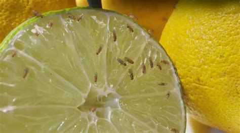 Repelent z citrónu a klinčekov