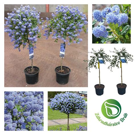 Ilustrácia rozdielu výsadby kríkovej a stromčekovej formy ríbezlí