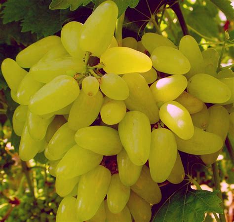 fotografia strapca viniča odrody 'FLÓRA' s bobuľami