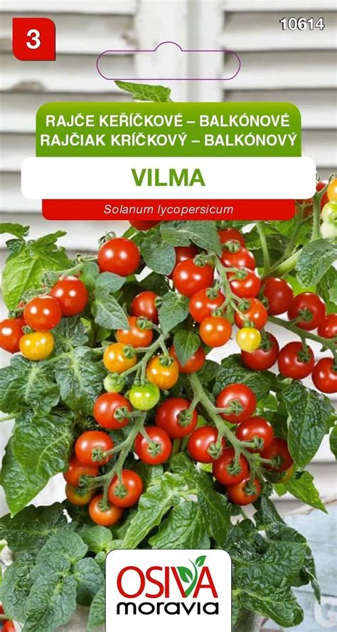 Rajčiak kríčkový Vilma s plodmi na balkóne