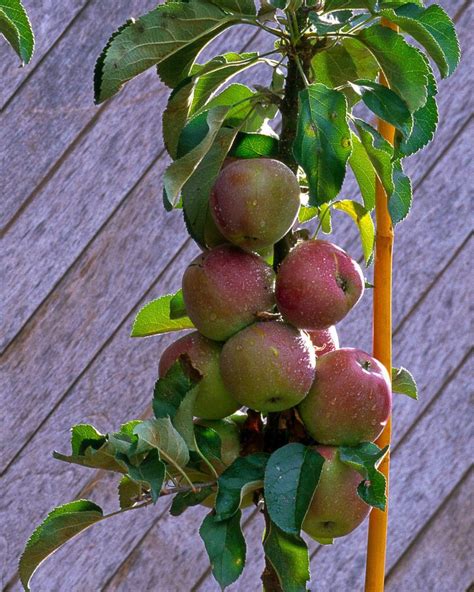 Ilustrácia stĺpovitej jablone pestovanej v nádobe