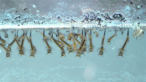 Detailný záber lariev komárov vo vode, s viditeľnými sifónmi smerujúcimi k hladine.