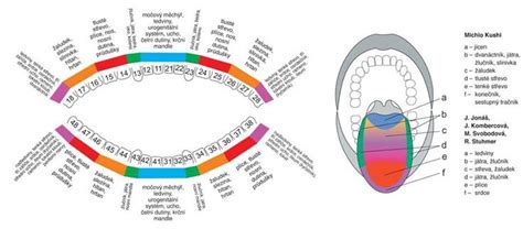 Diagram kvetu a jeho reprodukčných orgánov