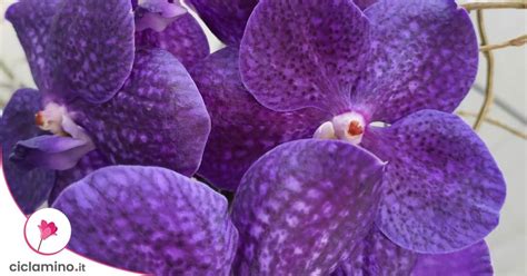 Orchidea s jedinečným opelením