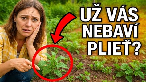 Schéma porovnania rastu buriny na pozemku s fóliou a bez nej.