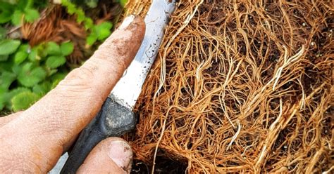 fotografia postupu čistenia koreňového balu pred zasadením