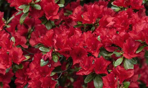 Rôzne druhy orgovánu s kvetmi rôznych farieb a veľkostí