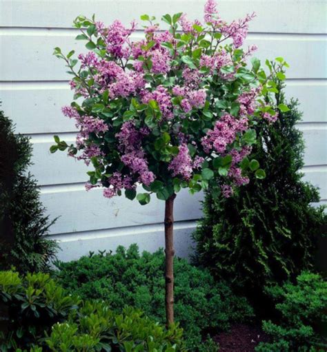 Orgován na kmienku v kvetináči na terase