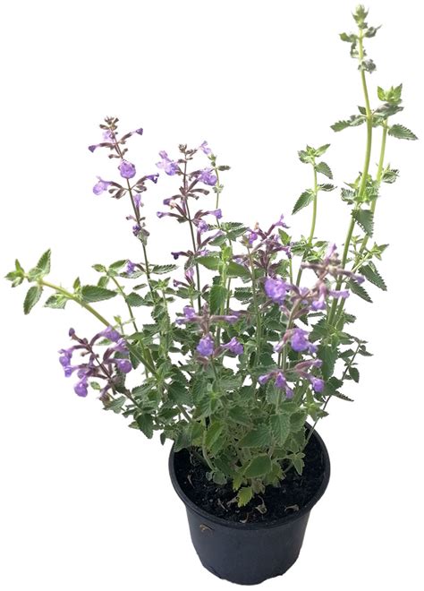 Detailné foto: Kocúrnik obyčajný (Nepeta cataria) s charakteristickými listami a kvetmi