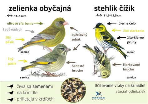 Botanická schéma kríka s detailným zobrazením drobných kvetov pre určovanie druhov
