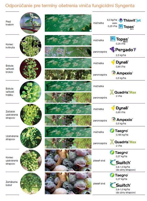 schéma preventívnej ochrany viniča proti bežným hubovým ochoreniam a škodcom