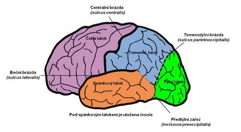 Detailná schéma mozgovej kôry so zobrazením závitov a rýh