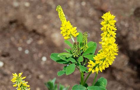 Detailná fotografia kvetenstva komonice lekárskej s drobnými žltými kvetmi