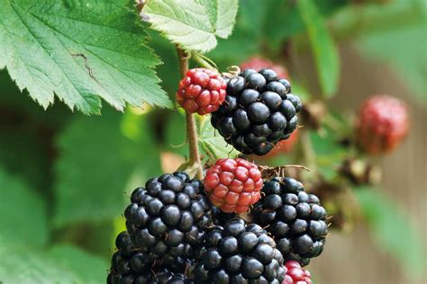 Detail plodov odrody černice Orkan