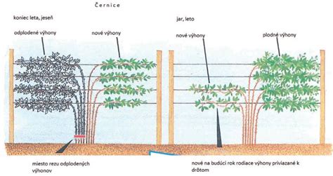 Ukážka mulčovania černíc v črepníku
