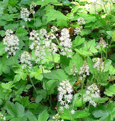detailná fotografia kvetov Tiarella cordifolia
