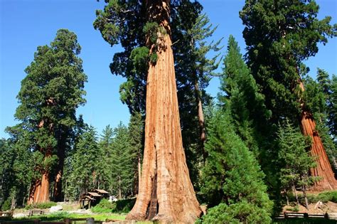 Schéma rastu a anatómie sekvoje vždyzelenej v záhradnom prostredí
