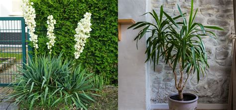 Tematické foto papradí v interiéri alebo záhrade
