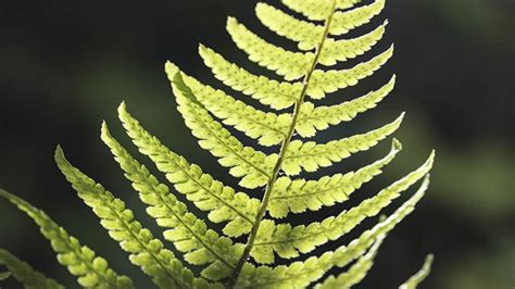 Blízky záber na listy paprade