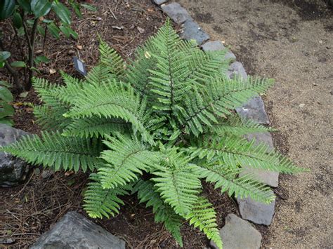 Foto rozrastenej paprade v tienistej záhrade