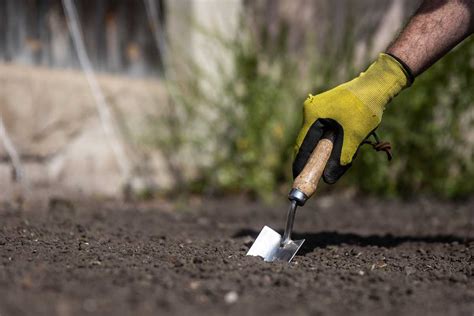 Príprava výsadbovej jamky pre vinič s pridaním hnojiva