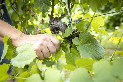 Vylamovanie letorastov na viniči