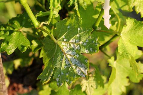 List viniča napadnutý múčnatkou