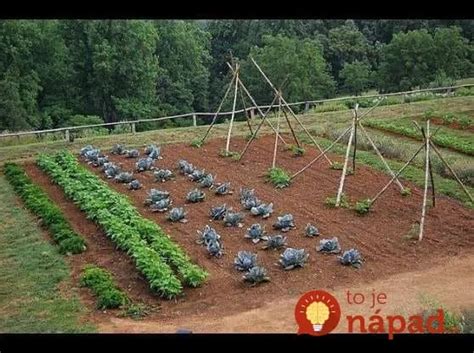 Schéma striedania plodín v záhrade s vyznačením jahodoviska po 4 rokoch