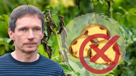 Infografika postupu ochrany zemiakov proti plesni zemiakovej