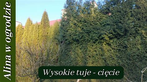 Záber živej plotu vytvoreného z tuj západných, ktoré poskytujú súkromie a estetickú hodnotu