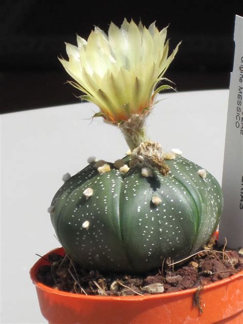 Názorná ukážka postupného presádzania kaktusu s použitím rukavíc a pinzety