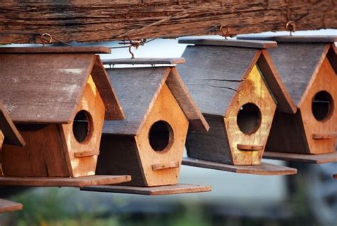Schéma ideálneho vybavenia hniezdnej búdky pre holuby