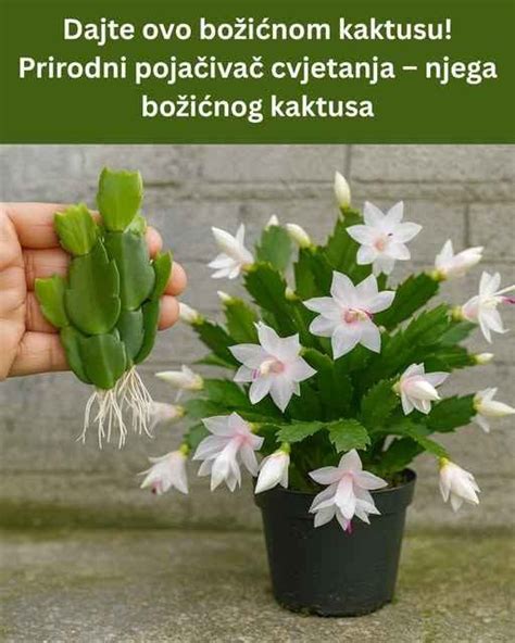 Názorné zobrazenie postupu presádzania kaktusu