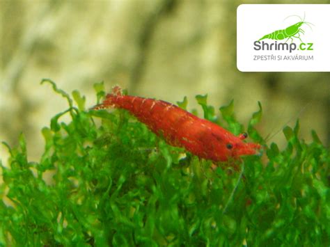 Detailná fotografia krevety Red Cherry so zreteľným červeným sfarbením v akváriu
