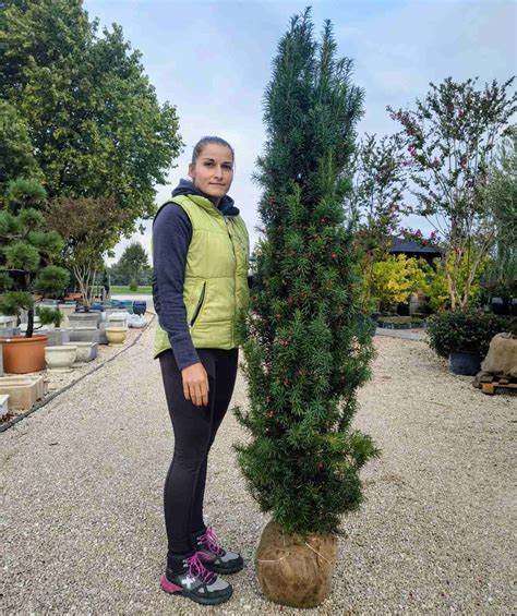 infografika: správna hĺbka výsadby ihličnanu s koreňovým balom a vrstvou drenáže