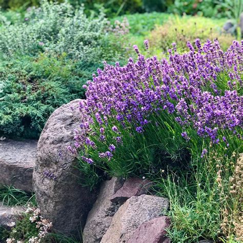 Detailný záber na kvitnúci porast aubriety v skalke, znázorňujúci husté vankúše kvetov.